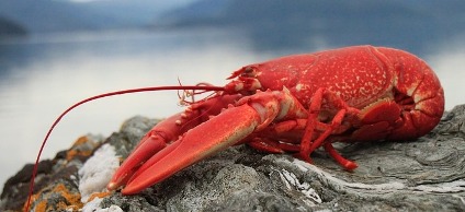 Lobster on rock. 