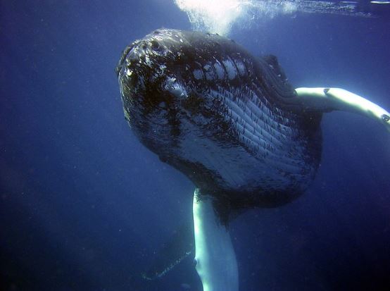 A blue whale swimming under water. 